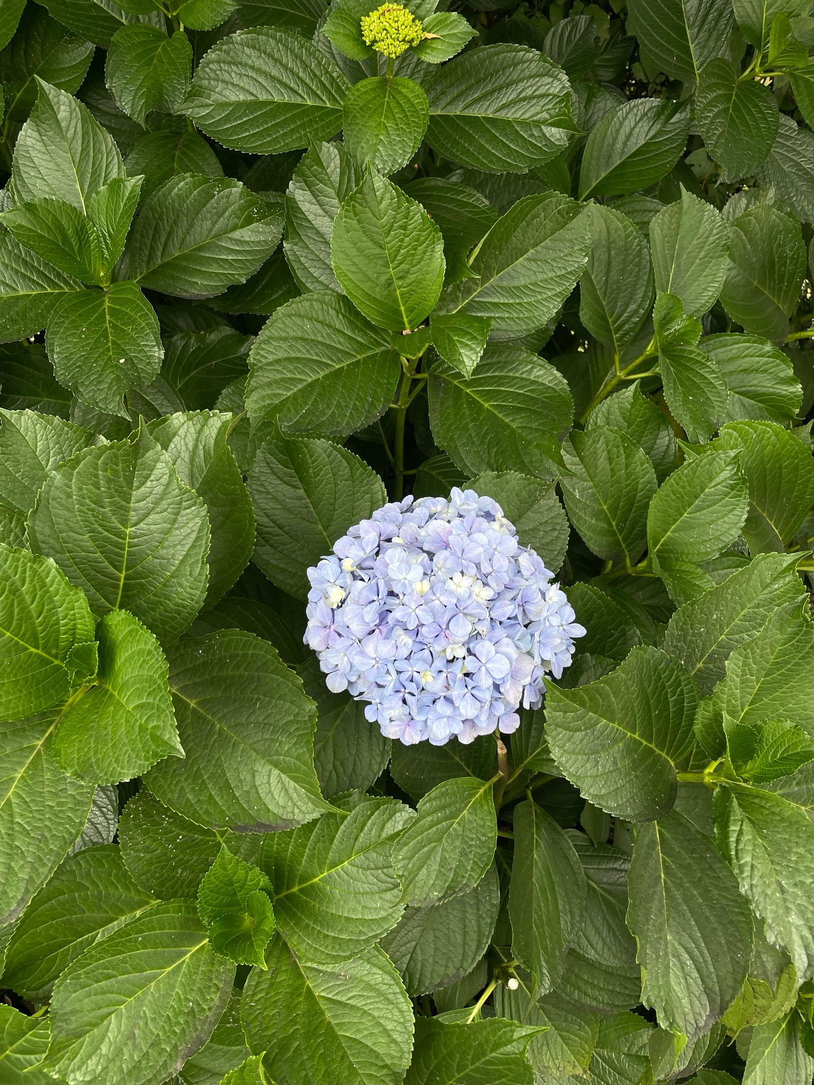 Freshly mulched garden bed with hydrangea blooms