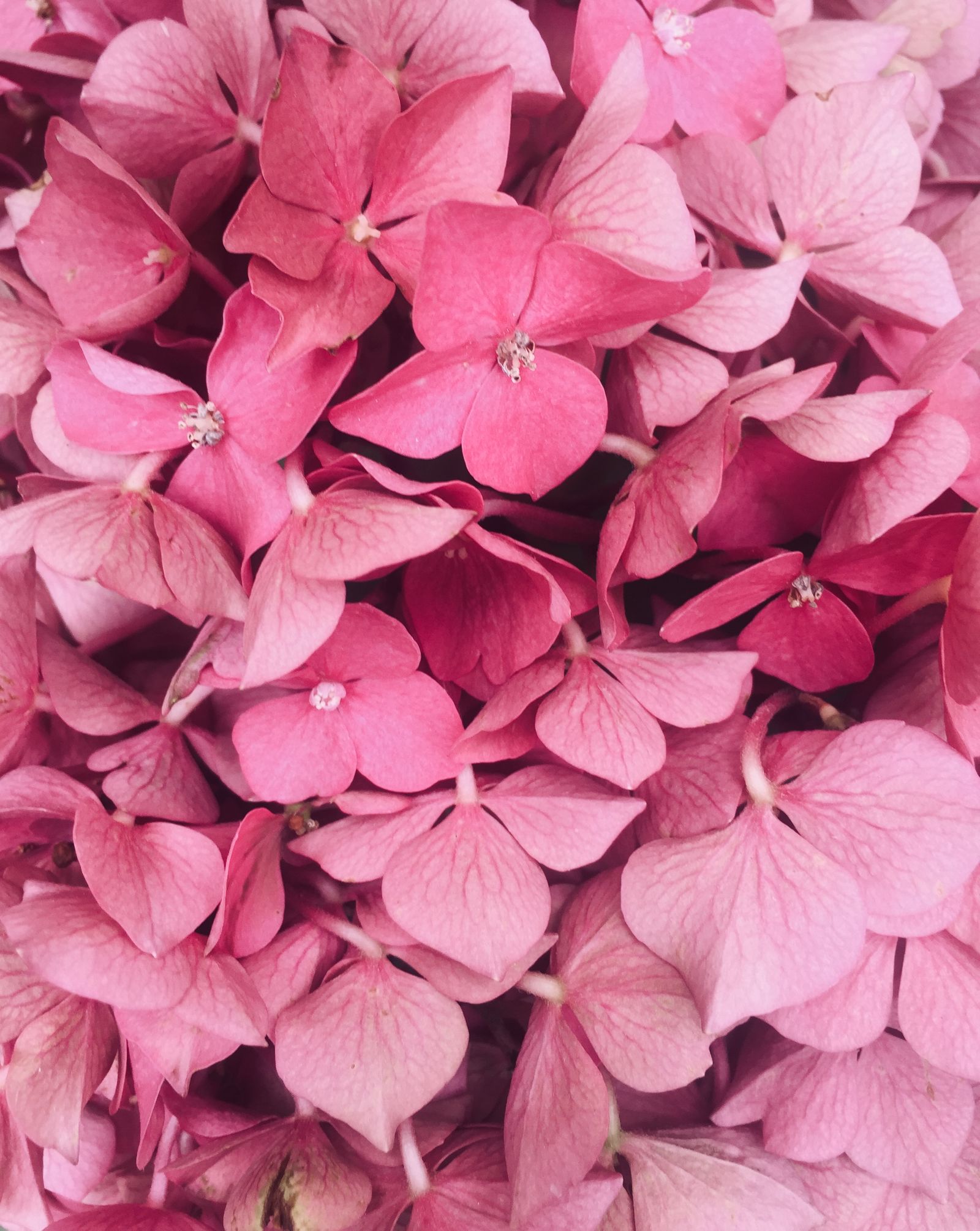 Layered landscape planting with pink hydrangeas
